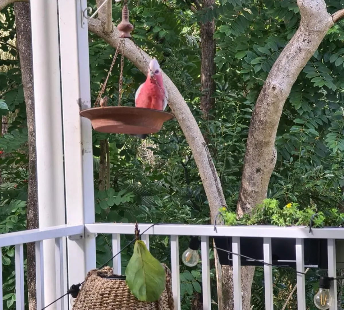 Holiday home Buderim Treetops Villa